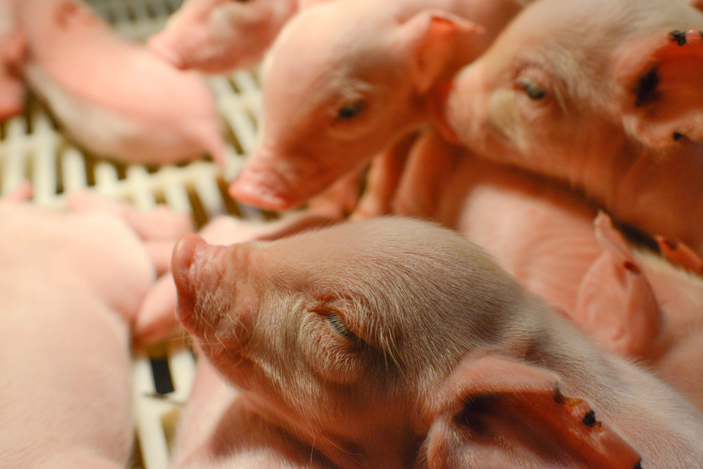 pigs