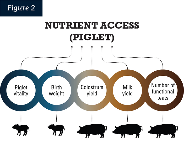 piglet nutrition