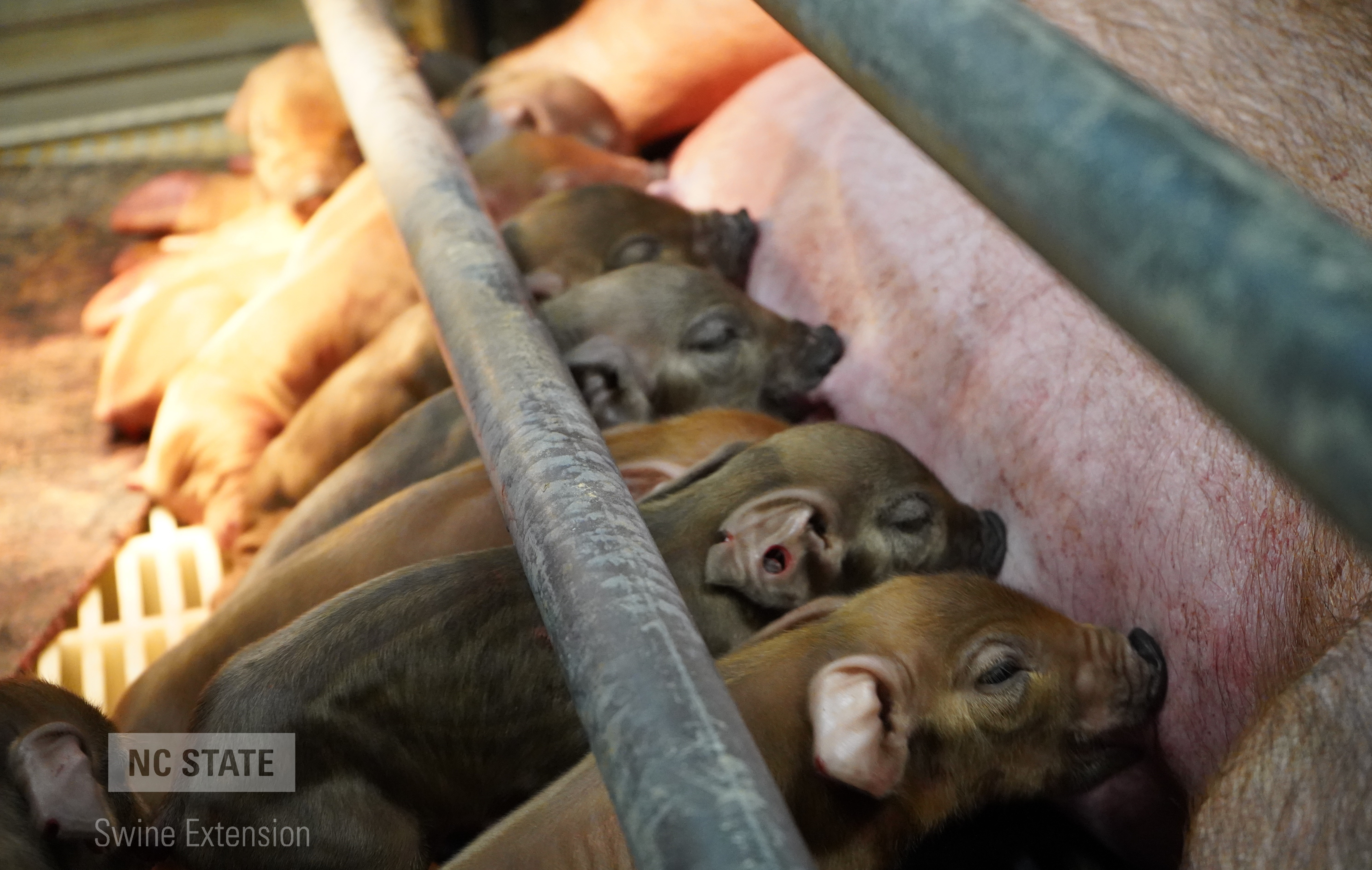 Nursing Piglets