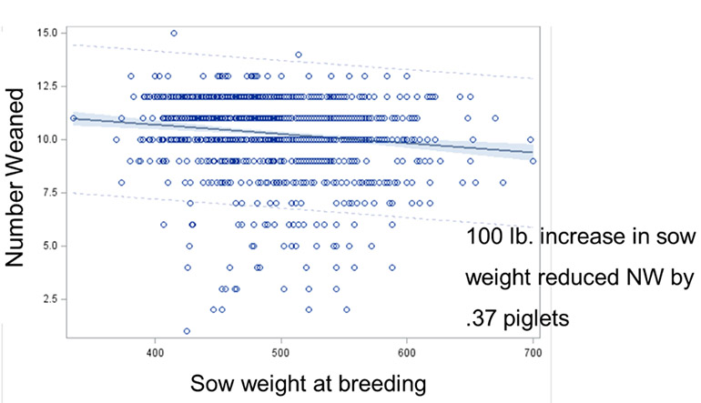 Impact of sow weight