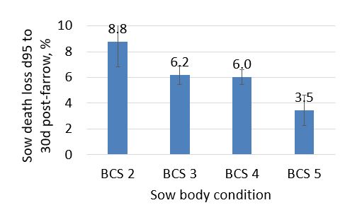 sow body Condition