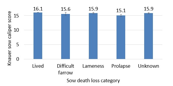 Sow Death Loss