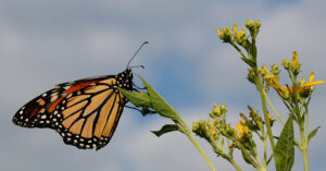 Cover photo for Monarch Butterfly Proposed for Listing Under the US Endangered Species Act